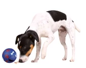Trixie Köpek Ödül Topu , Ø 11 cm thumbnail 5