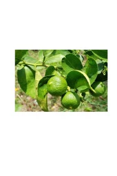 Lime Yaprağı (50gram) thumbnail 1