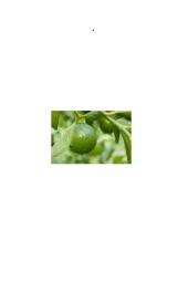 Lime Yaprağı (50gram) thumbnail 2