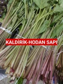 250 Gram Hodan-Kaldirik-Ispıt Otu Sapı thumbnail 1