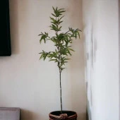 T.Concept Dekoratif Yapay Bambu Dal 160 cm 1 Adet thumbnail 3