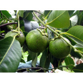 BLACK SAPOTE 3 YAŞ 40 CM thumbnail 2