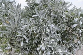 Barrier Borlu Kaolin 12,5 Kg. thumbnail 2
