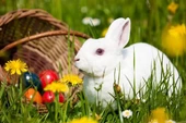 Paskalya Tavşanı - Kanvas Tablo thumbnail 1
