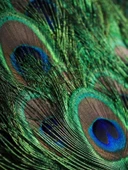 Peacock Tail Kanvas Tablo thumbnail 1