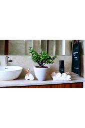 Bonsai Ağacı Afra Para Bitkisi thumbnail 3