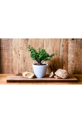 Şans Getiren Bonsai Ağacı Afra Para Bitkisi thumbnail 2
