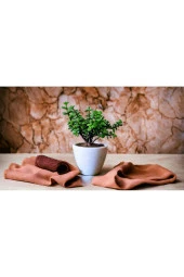 Şans Getiren Bonsai Ağacı Afra Para Bitkisi thumbnail 1