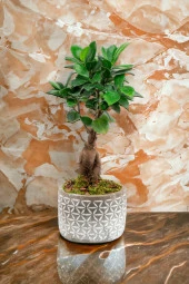 Dekoratif saksıda Bonsai thumbnail 1