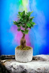 Dekoratif saksıda Bonsai thumbnail 3