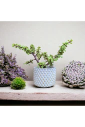 Hediyelik Bonsai Para thumbnail 2