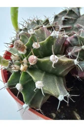 Gymnocalycium Mihanovichii thumbnail 6
