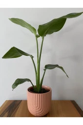 Strelitzia Nicolai - Starliçe thumbnail 1