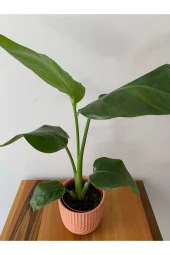 Strelitzia Nicolai - Starliçe thumbnail 2