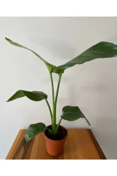 Strelitzia Nicolai - Starliçe thumbnail 3