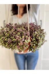 Deri Askıda Callisia Repens thumbnail 2