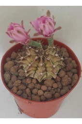 Dörtlü Gymnocalycium Mihanovichii Set thumbnail 3