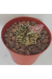 Dörtlü Gymnocalycium Mihanovichii Set thumbnail 4