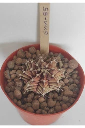 Dörtlü Gymnocalycium Mihanovichii Set thumbnail 5