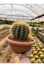 Echinocactus Grusonii 23cm thumbnail 2