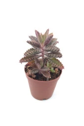 Kalanchoe Daigremontiana Sukulent thumbnail 1