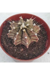 Gymnocalycium Mihanovichii 3 Lü Set thumbnail 3