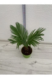 Cycas Revoluta thumbnail 1