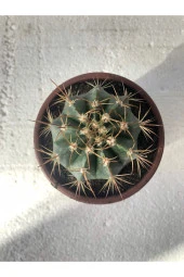 Melocactus Matanzanus 10.5 Cm Saksı thumbnail 2