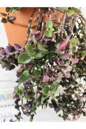 Toprak Saksıda Callisia Repens Sukulent thumbnail 2