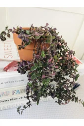 Toprak Saksıda Callisia Repens Sukulent thumbnail 3