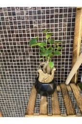 Fıcus Bonsai Ağacı thumbnail 1