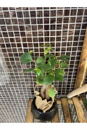 Fıcus Bonsai Ağacı thumbnail 2