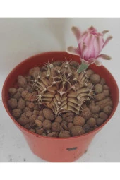 Dörtlü Gymnocalycium Mihanovichii Set thumbnail 5