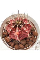 Gymnocalycium Mihanovichii thumbnail 2