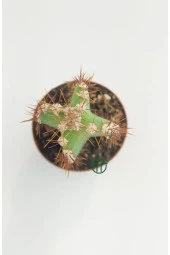 Cereus Validus thumbnail 2