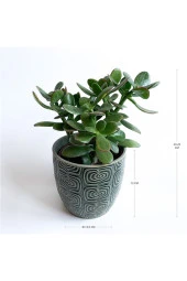 Crassula Ovata - Para Çiçeği 'gri Saksılı' thumbnail 2