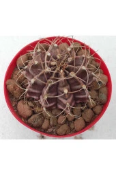 Gymnocalycium Mihanovichii thumbnail 2