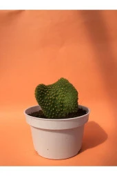 Opuntia Microdasys Var. Pallida F. Cristata thumbnail 2