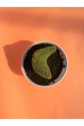 Opuntia Microdasys Var. Pallida F. Cristata thumbnail 3
