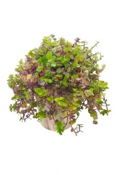 Antik Seramik Saksıda Callisia Repens thumbnail 1
