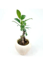 Eskitme Çizgi Desenli Saksıda Ficus Bonsai thumbnail 3
