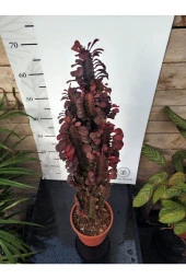 Euphorbia Trigona "rubra" Xl thumbnail 2