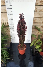 Euphorbia Trigona "rubra" Xl thumbnail 3