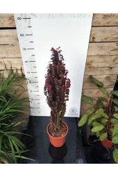 Euphorbia Trigona "rubra" Xl thumbnail 5