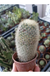 Karayip Mammillaria Ü thumbnail 2