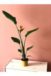 Parmia Garden Starliçe Reginae thumbnail 3