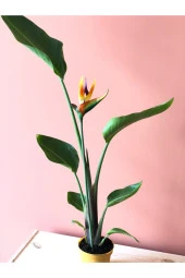 Parmia Garden Starliçe Reginae thumbnail 4