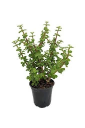Para Ağacı Bonsai Bitkisi thumbnail 1