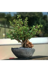 Para Ağacı Bonsai Bitkisi thumbnail 2