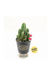Ayaklı Saksıda Kaktüs Cereus Tetragonus thumbnail 2
